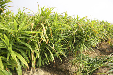Fresh Ginger Plants Growing in Organic Farm Field Ready for Harvest - Homegrown Spice Agriculture