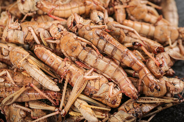 Fresh Mantis Shrimp Seafood Display at Market - Premium Crustaceans for Gourmet Cooking
