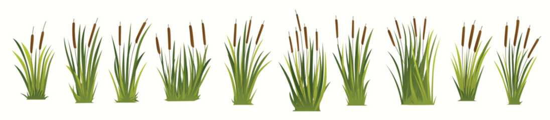 cattails vector illustration