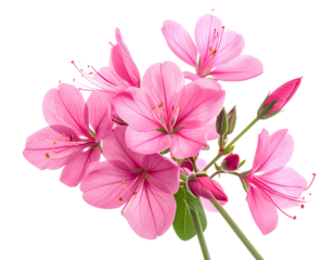 pink lily isolated on white background