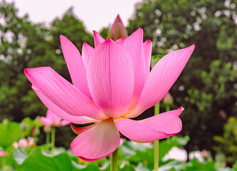 古代ハスの花4ー6