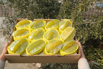 Fresh Dragon Fruit in Protective Packaging Box Ready for Market Distribution