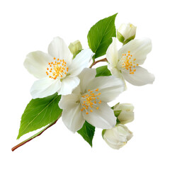 Obraz premium Delicate White Jasmine Flowers with Green Leaves and Buds on a Stem Isolated On Transparent Background.