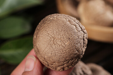 Fresh Shiitake Mushroom Cap Close-Up with Natural Texture Detail for Cooking Ingredients