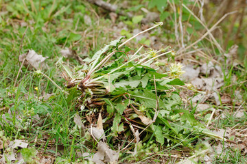 Wild Dandelion Plant Growing in Natural Grassland Meadow with Green Leaves and Dried Vegetation