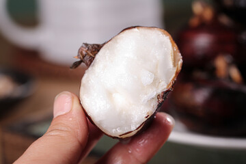 Fresh Water Chestnut in Hand - Natural Farm Produce with White Flesh and Brown Skin © ChuThi