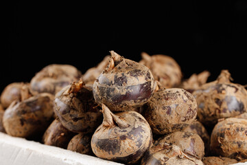 Fresh Water Chestnuts with Brown Peeled Skin in White Farm Container Black Background