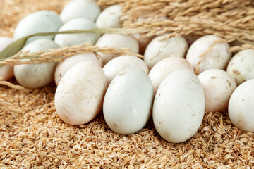 Fresh White Duck Eggs from Free-Range Farms on Natural Grain Background with Wheat Stalks