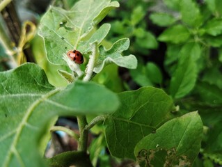 Ladybird on a leaf