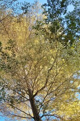 Tree branches with leaves against the sky 