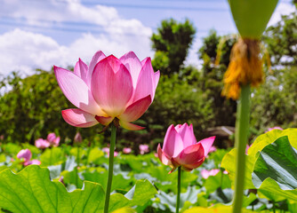 Fototapeta premium 古代ハスの花6ー43