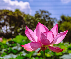 古代ハスの花6ー22