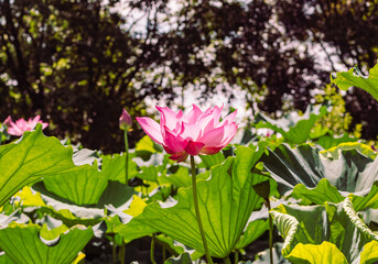 古代ハスの花6ー20