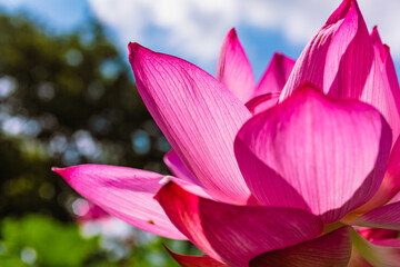 古代ハスの花6ー14