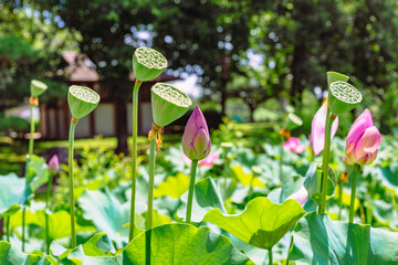 古代ハスの花6ー2