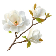 Obraz premium Elegant White Magnolia Blossoms Gracefully Adorn a Spring Branch with Delicate Green Leaves Isolated On Transparent Background.