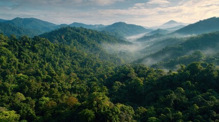 Naklejka premium Morning Mist Covering an Epic Jungle Canopy