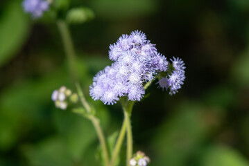 Pretty mauve wildflower blooming on the Gold Coast, Queensland, Australia.