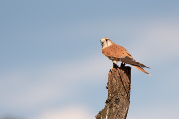 A captive nankeen, or Australian, kestrel perched on a wooden post in Queensland, Australia.