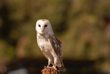 A captive eastern barn owl perched on a wooden post.