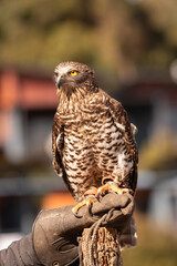 A captive powerful owl perched on its handler's leather glove. Queensland, Australia.