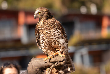 A captive powerful owl perched on its handler's leather glove. Queensland, Australia.