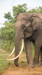 Obraz premium Amazing Tuskers and Elephants in National Parks of Sri Lanka