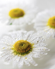 
Three daisies float on a serene, reflective surface, their petals glistening with water droplets. The image conveys a sense of peaceful simplicity.