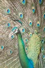 Obraz premium Indian Peafowl in the National Parks in Sri Lanka 