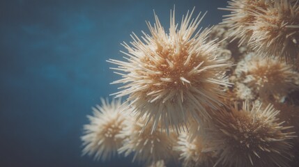 Captivating aggregation of sea urchins in pristine, serene marine environment