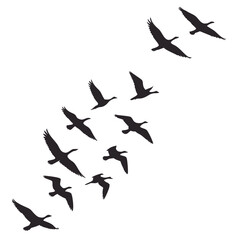 A flock of geese silhouettes flying in formation against a white background
