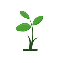 green plant isolated on white