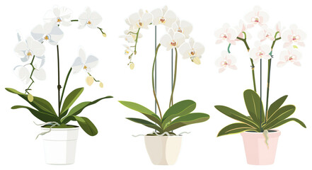 Obraz premium PNG Elegant potted orchid illustration, element set on transparent background