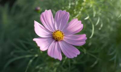 Obraz premium Close-up of a delicate, light-pink cosmos flower. Soft focus on the petals and central yellow disc. Green foliage in background