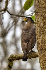 A crested Serpent Eagle perched on a branch looking around at Huai Kha Khaeng wildlife sanctuary Uthaitani Thailand