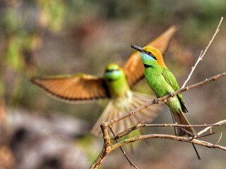 A pair of colorful Little Green Bee-eater perched together on a branch at Huai Kha Khaeng Uthaitani Thailand