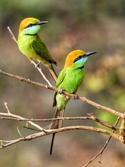 Two colorful Little Green Bee-eater perching together on a branch are all facing the same way at Huai Kha Khaeng Uthaitani Thailand