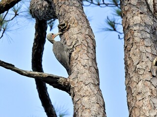 A large Great Slaty Woodpeckers is perched on the side of a rough-barked pine tree its beautiful gray feathers visible at at Nam Noa National Park Thailand