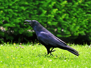 A Common Raven perched on the grass with green backdrop is calling at Munchen Germany