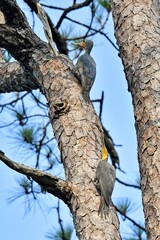 Obraz premium Two Great Slaty Woodpeckers courting each other on the pine tree at Nam Noa National Park Thailand