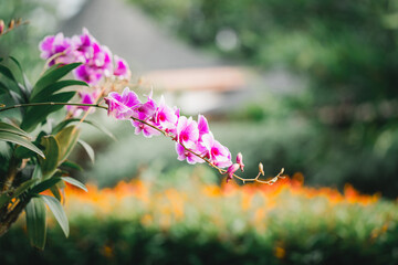 close up of purple Dendrobium Orchid in garden with blurred nature background