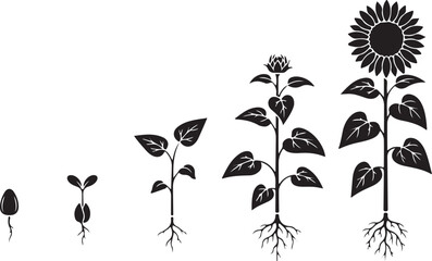 Sunflower Growth: A graphic representation of the life cycle of a sunflower, depicting stages from seed to full bloom, illustrating the beauty and complexity of the natural world.