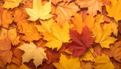 Fototapeta premium Autumn Leaves: A vibrant carpet of autumn leaves in shades of gold, orange, and red creates a striking close-up, highlighting the textures and colors of the season's transition.