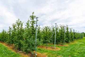 津軽地方の「高密植栽培」リンゴ果樹園