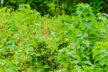 カシスの露地栽培
