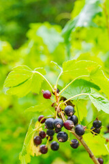 国産カシスの実り