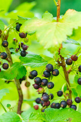 国産カシスの実り