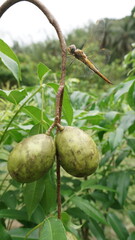 dragonfly perched on the stem of ambarella fruit