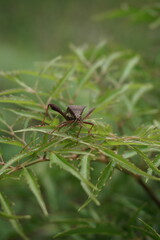 insects on the leaves of the thorns