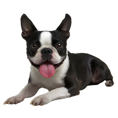 Fototapeta premium Happy black and white Boston Terrier dog lying down and panting.